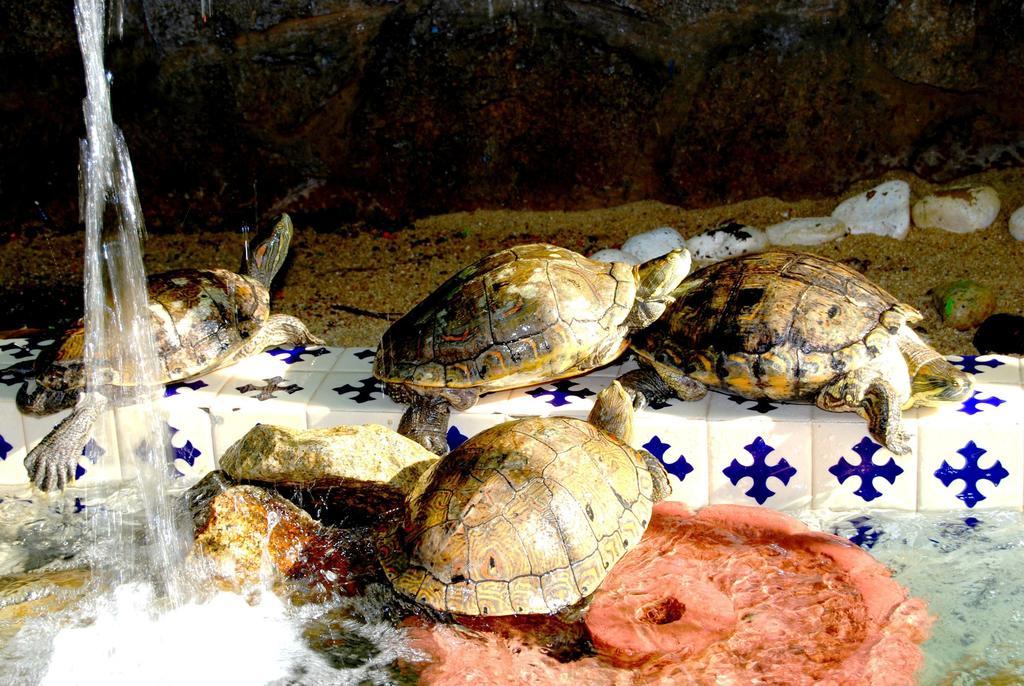 Hotel Acapulco Tortuga Buitenkant foto